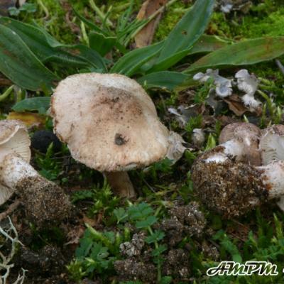 Lepiota Brunneolilacea
