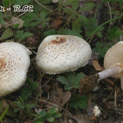Lepiota Cristata