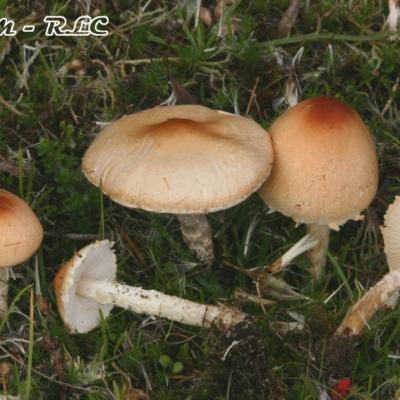 Lepiota Oreadiformis