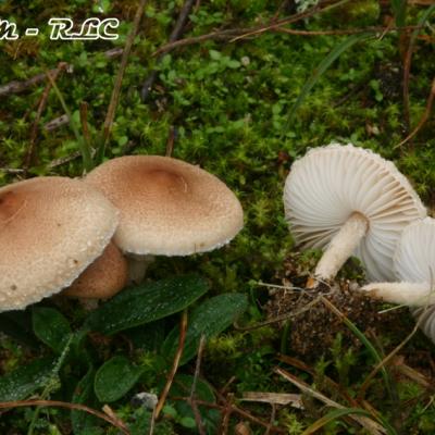 Lepiota Sublaevigata