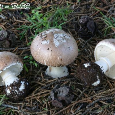 Leucoagaricus Littoralis2