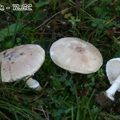 Leucoagaricus Littoralis