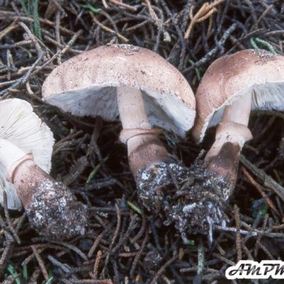 Leucoagaricus Pilatianus