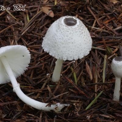 Leucocoprinus Brebissonii