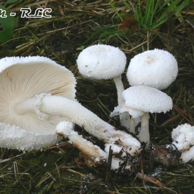 Leucocoprinus Cretatus