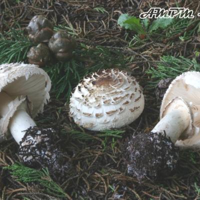 Macrolepiota Bohemica