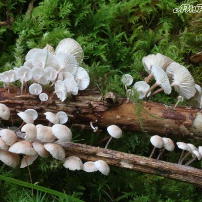 Marasmiellus Ramealis