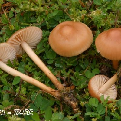 Marasmius Oreades