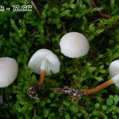 Marasmius Pseudoglobularis