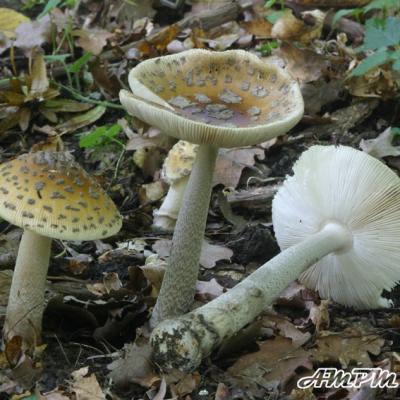 Amanita Ceciliae