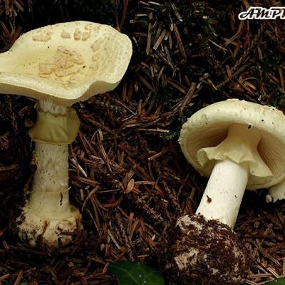 Amanita Citrina2
