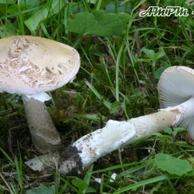 Amanita Eliae