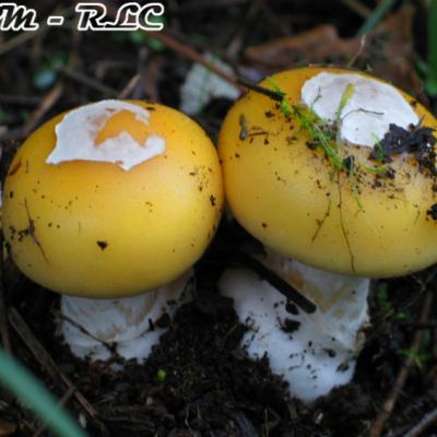 Amanita Gemmata