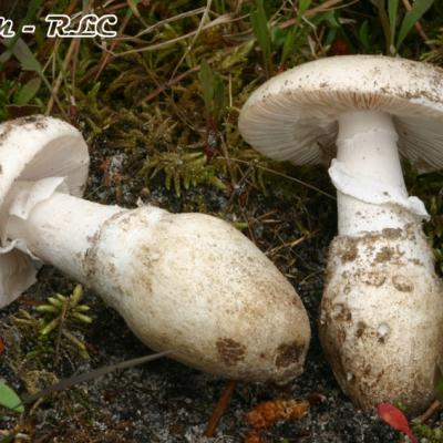 Amanita Gilbertii