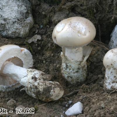Amanita Ovoidea