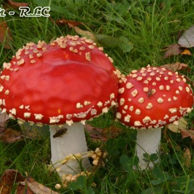 Amanita