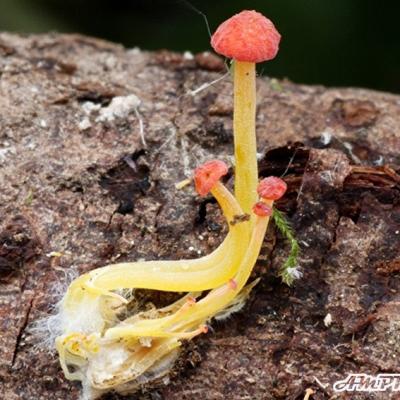 Mycena Acicula 11052