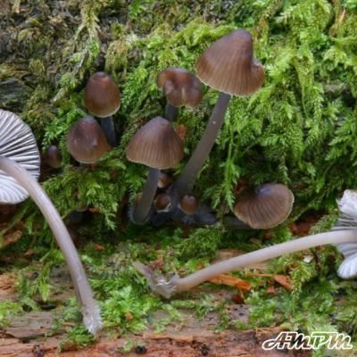 Mycena Alcalina