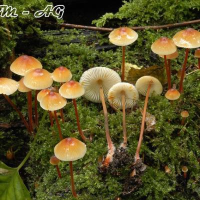 Mycena Crocata2