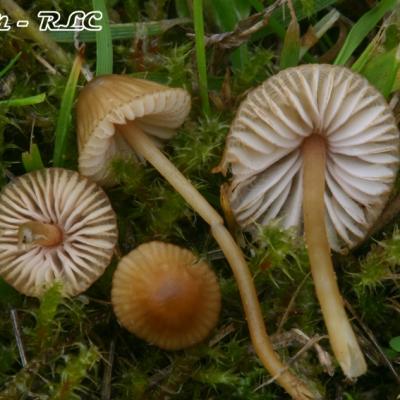 Mycena Olivaceomarginata