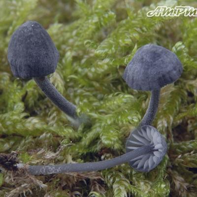 Mycena Pseudocorticola