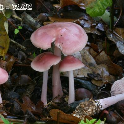 Mycena Rosea
