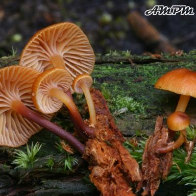 Xeromphalina Campanella2