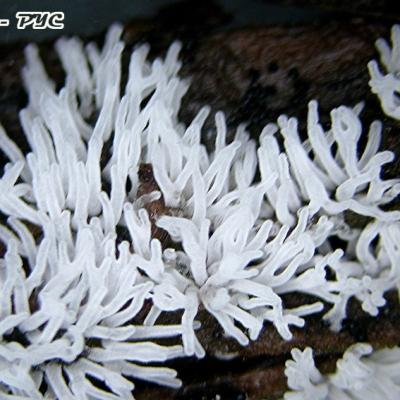 Ceratiomyxa Fruticulosa2