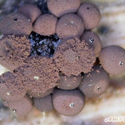 Enerthenema Papillatum2 10039