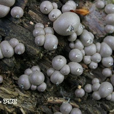 Lycogala Epidendron2