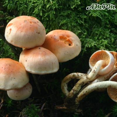 Pholiota Astragalina