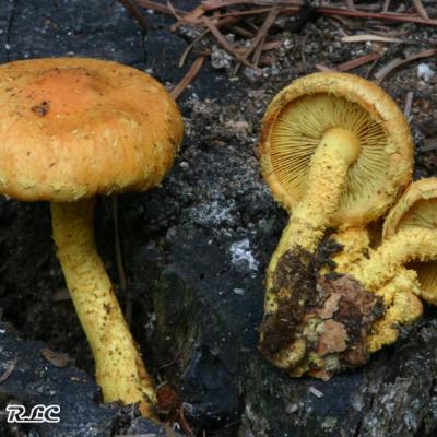 Pholiota Flammans