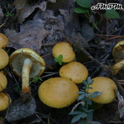Pholiota Lucifera