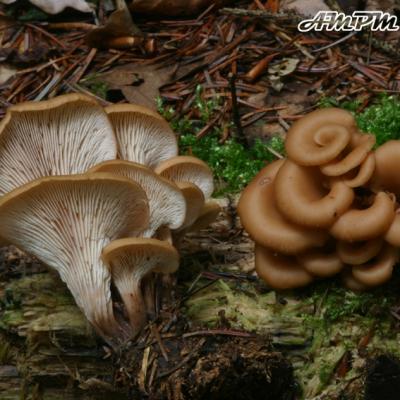 Lentinellus Cochleatus