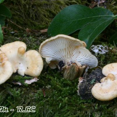 Lentinus Suavissimus2