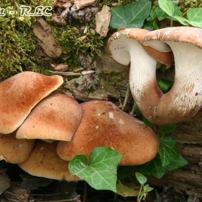 Neolentinus Schaefferi3