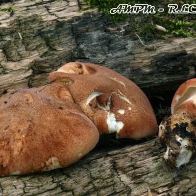 Neolentinus Schaefferi