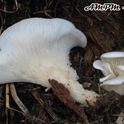 Pleurocybella Porrrigens