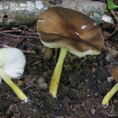 Pluteus Romellii