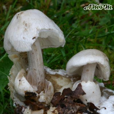 Volvariella Surrecta2