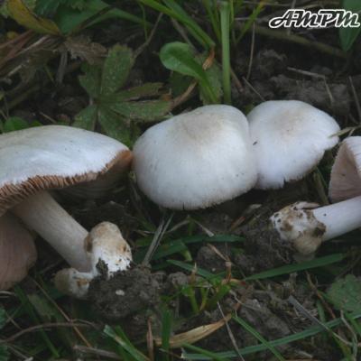 Volvariella Taylorii