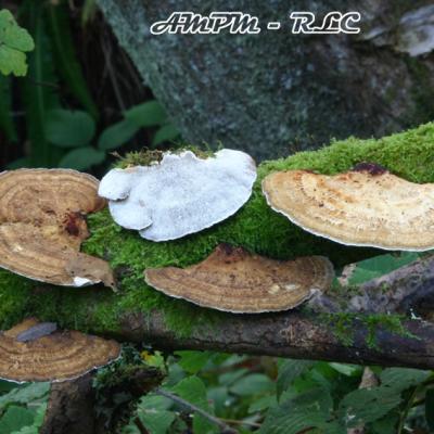 Daedaleopsis Confragosa