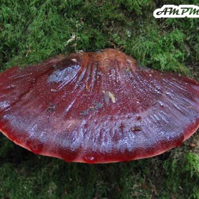 Fistulina Hepatica