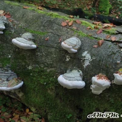 Fomes Fomentarius