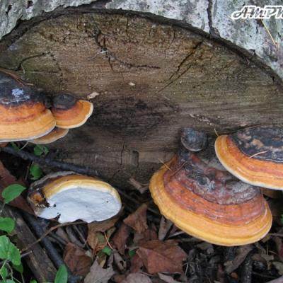 Fomitopsis Pinicola2