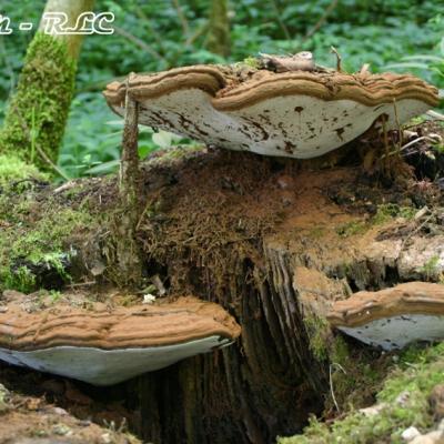 Ganoderma Lipsiense