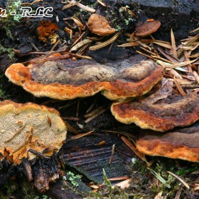 Gloeophyllum Odoratum2