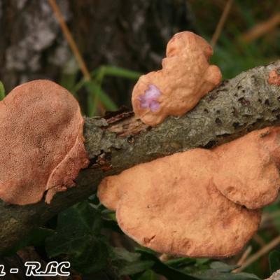 Hapalopilus Rutilans2