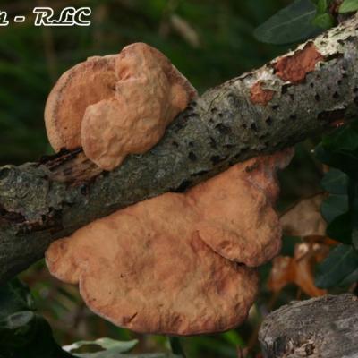 Hapalopilus Rutilans