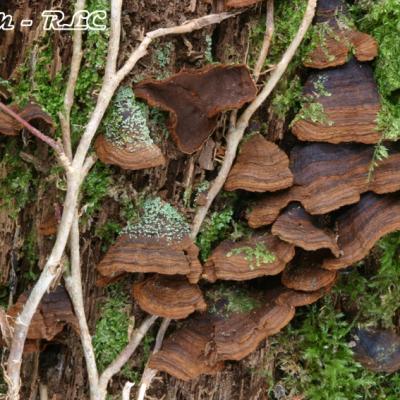 Hymenochaete Rubiginosa